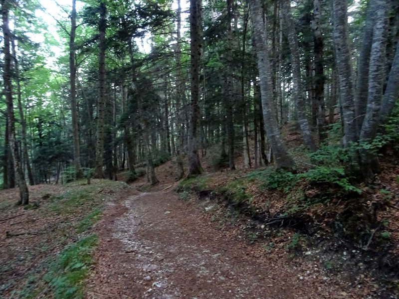 Boletus aestivalis ( = reticulatus )